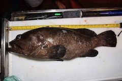 Epinephelus polyphekadion