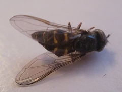 Dasysyrphus pinastri