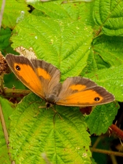 Pyronia tithonus