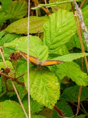 Pyronia tithonus