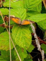 Pyronia tithonus
