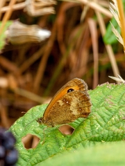 Pyronia tithonus