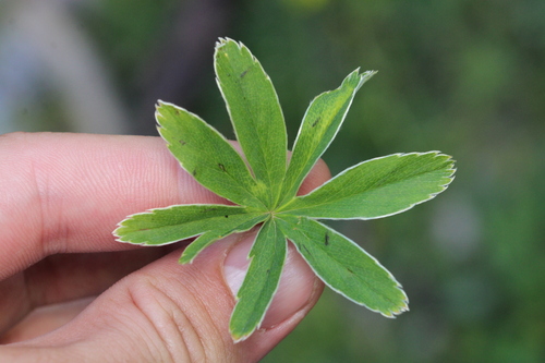 Alchemilla anisiaca