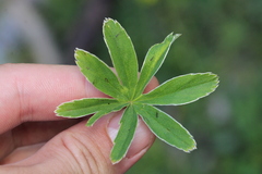 Alchemilla anisiaca