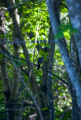 Turdus migratorius image