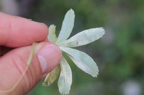 Alchemilla anisiaca, photograph 1
