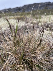 Festuca vivipara