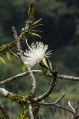 Pseudobombax grandiflorum