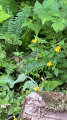 Erythranthe dentata