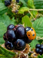 Coccinella septempunctata