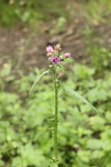 Cirsium palustre