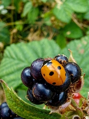 Coccinella septempunctata