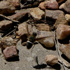 Exoprosopa rostrifera