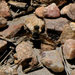 Exoprosopa rostrifera