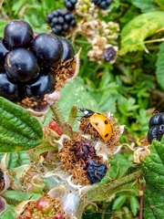 Coccinella septempunctata