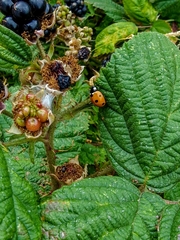 Coccinella septempunctata