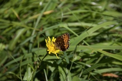 Boloria titania