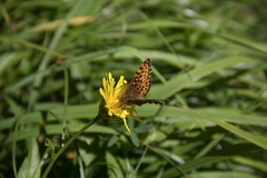 Boloria titania