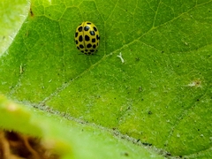 Psyllobora vigintiduopunctata