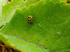 Psyllobora vigintiduopunctata