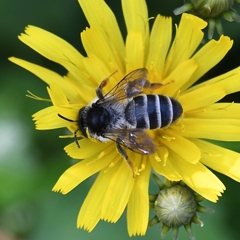Andrena denticulata