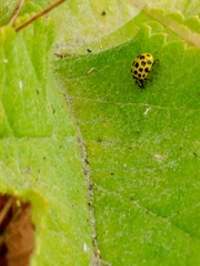 Psyllobora vigintiduopunctata