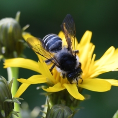 Andrena denticulata