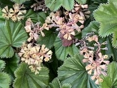 Alchemilla orbiculata