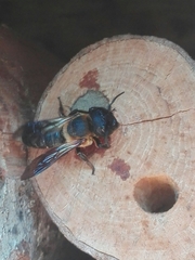 Megachile sculpturalis