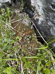 Thalictrum alpinum