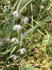 Pyrola americana