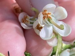 Pyrola americana
