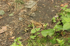 Rana temporaria