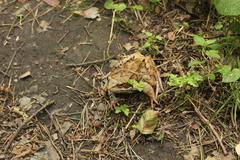 Rana temporaria