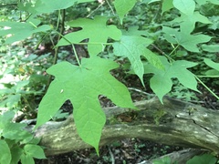 Alangium platanifolium