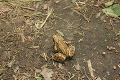 Rana temporaria