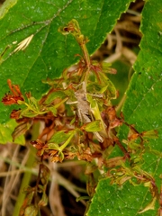 Chorthippus brunneus