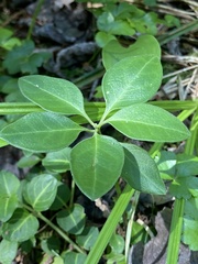 Polygaloides paucifolia