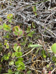 Salix herbacea