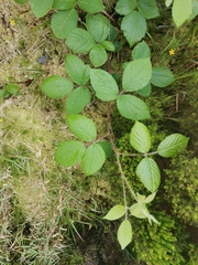 Rubus hochstetterorum