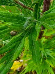 Zygiella x-notata