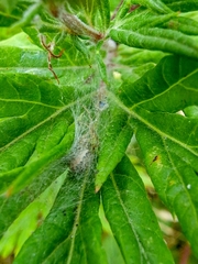 Zygiella x-notata