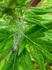 Zygiella x-notata
