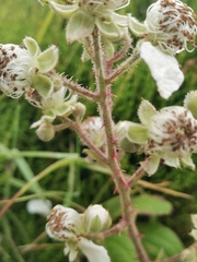 Rubus hochstetterorum