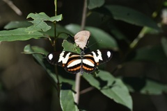 Heliconius ethilla polychrous