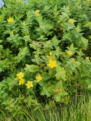 Hypericum foliosum