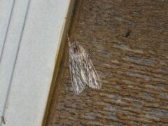 Acronicta lithospila