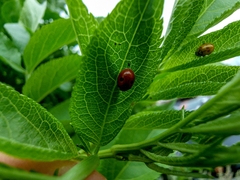Adalia bipunctata