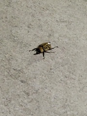 Dynastes tityus
