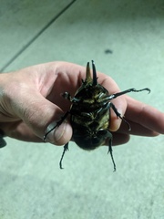 Dynastes tityus
